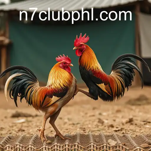 The Complex World of Cockfighting and the Impact of N7CLUB
